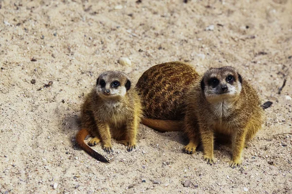 Meercat familie in de dierentuin — Stockfoto