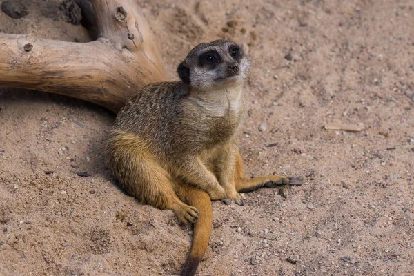 Famille Meercat au zoo — Photo