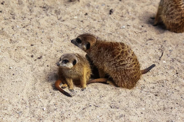 Meercat family in the zoo — Stock Photo, Image