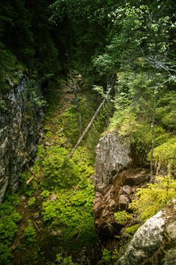 Finlandiya'da bir güzel kayalık orman manzara