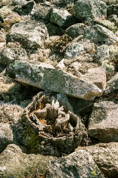 Een prachtige rotsachtige boslandschap in Finland — Stockfoto