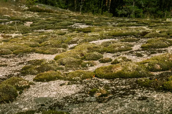 Een prachtige rotsachtige boslandschap in Finland — Stockfoto