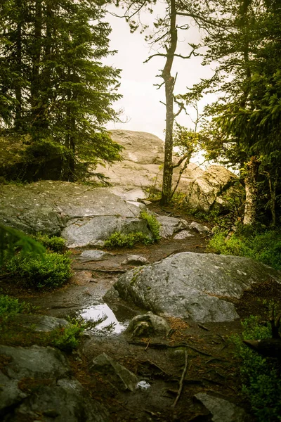 Finlandiya'da bir güzel kayalık orman manzara