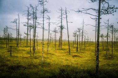 Finlandiya - rüya gibi sisli bir görünüm için bir güzel mire manzara