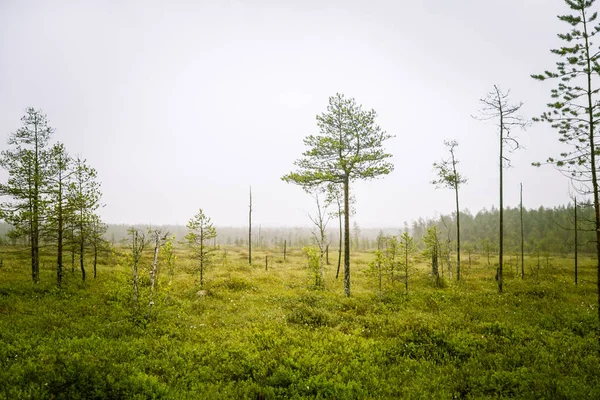 Un beau paysage de boue en Finlande - look rêveur et brumeux — Photo