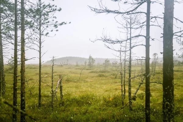 Un beau paysage de boue en Finlande - look rêveur et brumeux — Photo