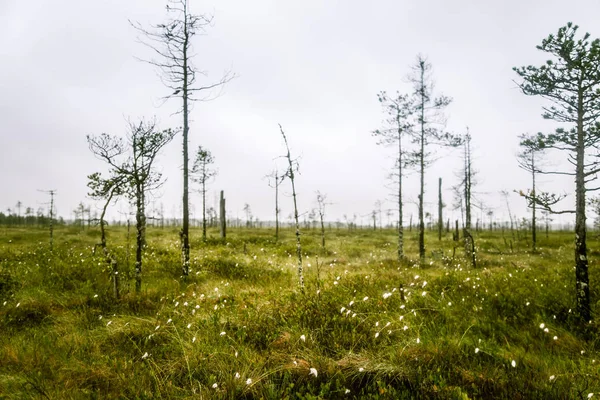 Un beau paysage de boue en Finlande - look rêveur et brumeux — Photo