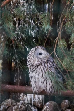 Parkta güzel baykuş