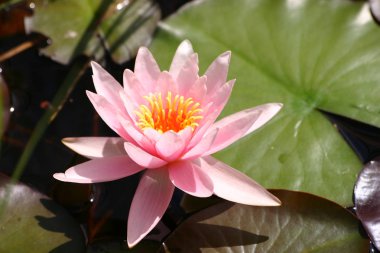 Bir güzel pembe Nilüfer doğal ortamlarında.