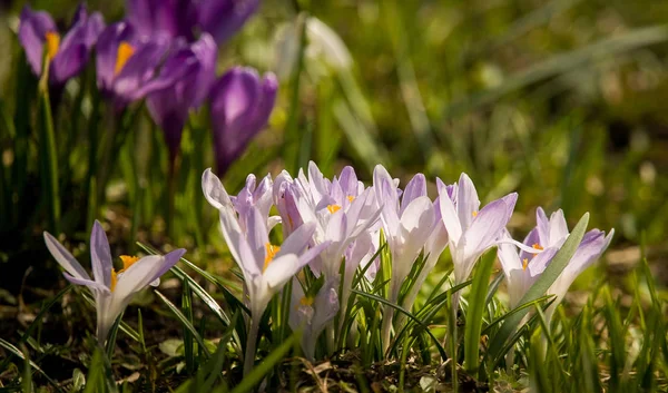 Vackra vita crocus blommor på en naturlig bakgrund under våren — Stockfoto