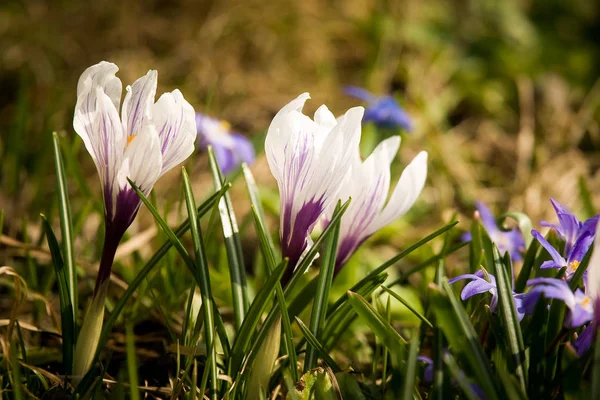 Vackra vita crocus blommor på en naturlig bakgrund under våren — Stockfoto