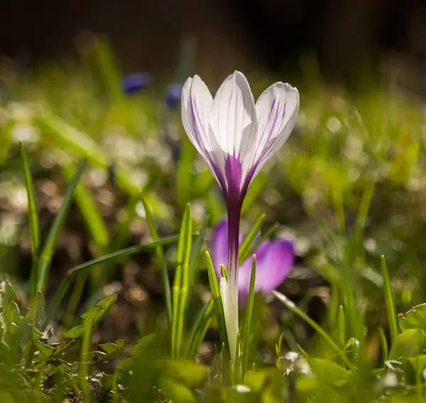 Vackra vita crocus blommor på en naturlig bakgrund under våren — Stockfoto