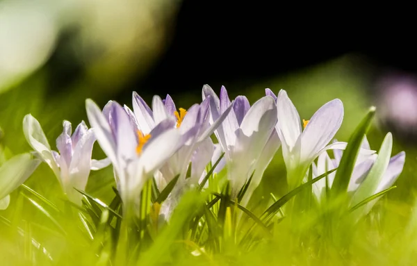 Vackra vita crocus blommor på en naturlig bakgrund under våren — Stockfoto