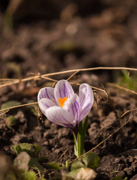 Vacker lila crocus blommor på en naturlig bakgrund under våren — Stockfoto