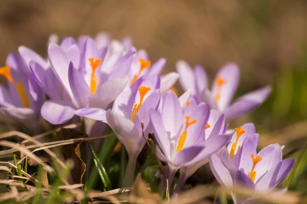 Piękny fioletowy Krokus kwiaty na naturalne podłoże wiosną — Zdjęcie stockowe