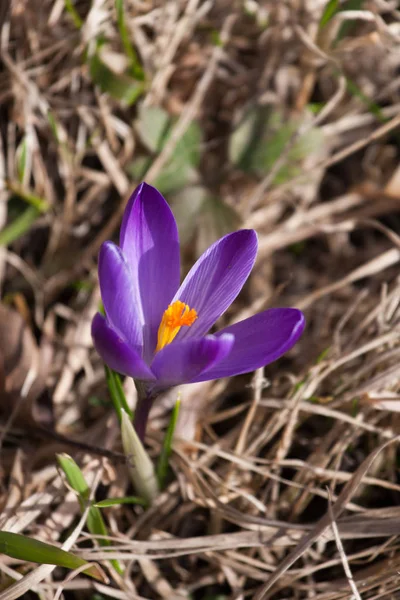 Vacker lila crocus blommor på en naturlig bakgrund under våren — Stockfoto
