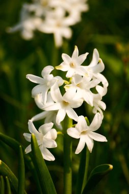 Doğal ortamlarında güzel beyaz çiçekler