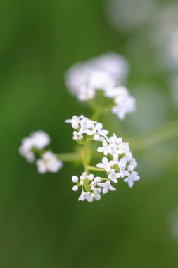 Doğal ortamlarında güzel beyaz çiçekler