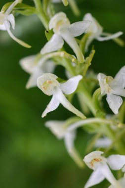 Doğal ortamlarında güzel beyaz çiçekler