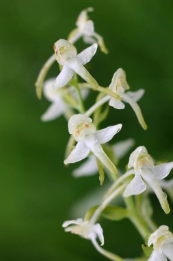 Doğal ortamlarında güzel beyaz çiçekler