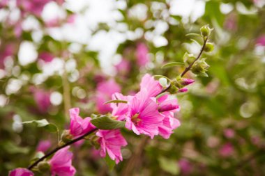 Doğal ortamlarında güzel pembe çiçekler