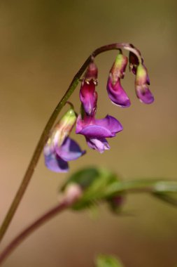 Doğal ortamlarında güzel pembe çiçekler
