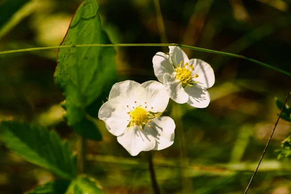 Schöne weiße Blüten in natürlichem Lebensraum — Stockfoto