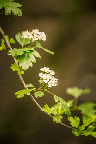 Hermosas flores blancas en hábitat natural — Foto de Stock