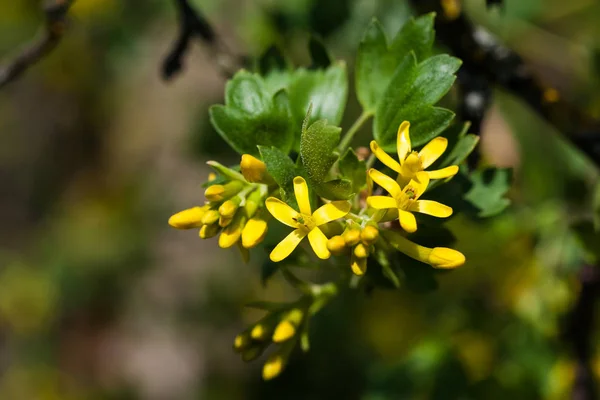 Beautiful yellow flowers in natural habitat — Stock Photo, Image