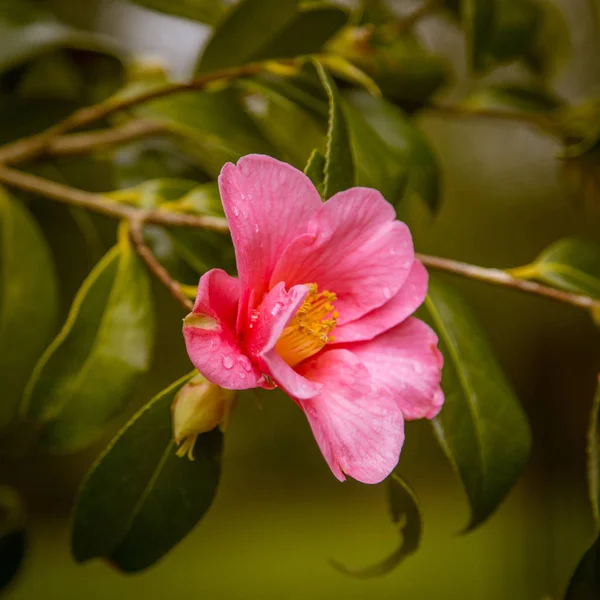 Piękne różowe kwiaty w naturalnym środowisku — Zdjęcie stockowe