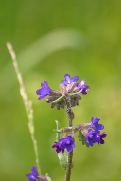 Hermosas flores azules en hábitat natural — Foto de Stock