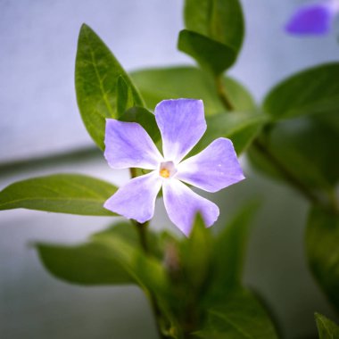 Doğal ortamlarında güzel mavi çiçekler