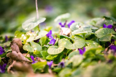 Doğal ortamlarında güzel mavi çiçekler