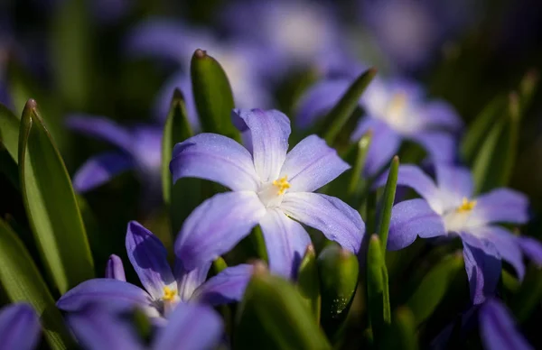 Vackra blå blommor i naturliga livsmiljö — Stockfoto