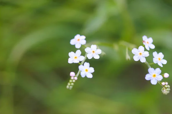 美丽的蓝色花朵在自然栖息地 — 图库照片