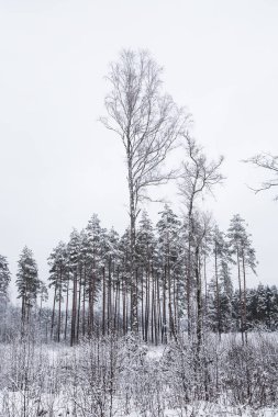Güzel kış manzara gri, Kuzey Avrupa'da gün bulutlu