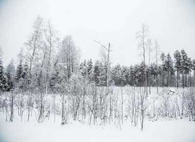 Güzel kış manzara gri, Kuzey Avrupa'da gün bulutlu