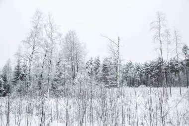 Güzel kış manzara gri, Kuzey Avrupa'da gün bulutlu