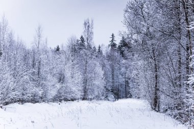 Güzel kış manzara gri, Kuzey Avrupa'da gün bulutlu