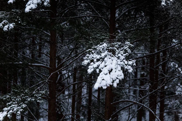 아름 다운 겨울 풍경 북유럽 유럽에서 회색, 흐린 날 — 스톡 사진