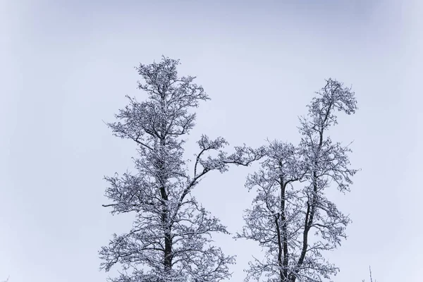Ένα πανέμορφο τοπίο το χειμώνα στην σκανδιναβική Ευρώπη, γκρι, συννεφιά ημέρα — Φωτογραφία Αρχείου