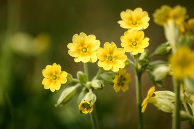 Doğal bir arka plan bahar üzerinde güzel sarı vahşi primulas