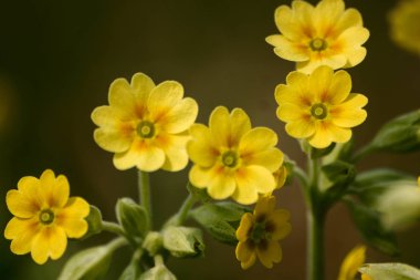 Doğal bir arka plan bahar üzerinde güzel sarı vahşi primulas