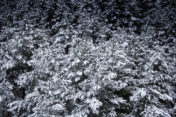 Eine wunderschöne Winterlandschaft in Nordeuropa an einem grauen, bewölkten Tag - ein Blick vom Wachturm — Stockfoto