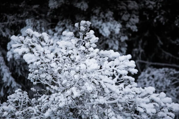 Piękny zimowy krajobraz w nordic Europy w szary, pochmurny dzień - widok z wieży strażniczej — Zdjęcie stockowe