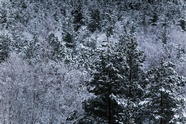 Un beau paysage hivernal en Europe du Nord par temps gris et couvert - une vue depuis la tour de guet — Photo