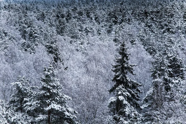 Un beau paysage hivernal en Europe du Nord par temps gris et couvert - une vue depuis la tour de guet — Photo
