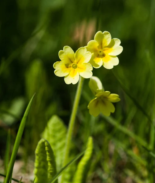 Belas primulas selvagens amarelas em um fundo natural na primavera — Fotografia de Stock