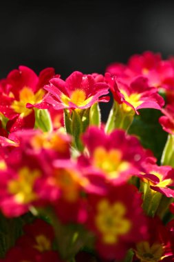 Doğal bir arka plan bahar üzerinde güzel kırmızı primulas