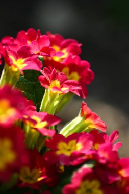 Doğal bir arka plan bahar üzerinde güzel kırmızı primulas